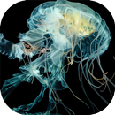 APK Jellyfish Pack 2 Wallpaper