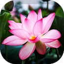 Lotus Wallpaper APK