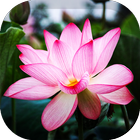 Lotus Wallpaper biểu tượng