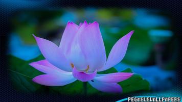 Lotus Wallpaper ảnh chụp màn hình 1