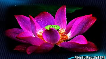 Lotus Wallpaper ảnh chụp màn hình 3