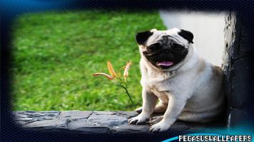 2 Schermata Pug wallpaper