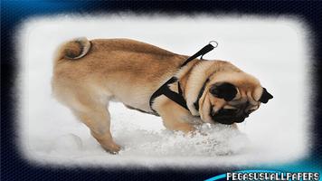 3 Schermata Pug wallpaper