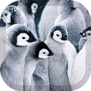 Penguin Wallpaper APK