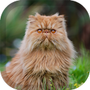 Persian Cat Wallpaper APK