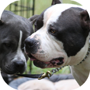 Pitbull Wallpaper APK