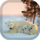 Polar Bear Wallpaper 图标