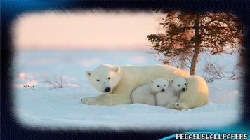 Polar Bear Wallpaper 截图 2