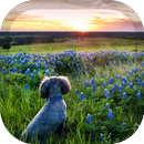 Poodle Wallpaper APK