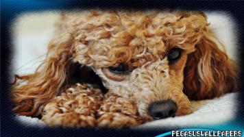 Poodle Wallpaper 스크린샷 3