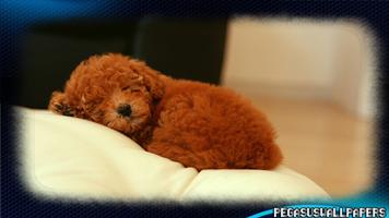 Poodle Wallpaper 포스터
