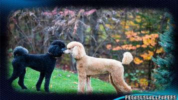 Poodle Wallpaper 스크린샷 1