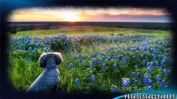 Poodle Wallpaper 스크린샷 2