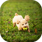 Poodle Pack 2 Wallpaper biểu tượng