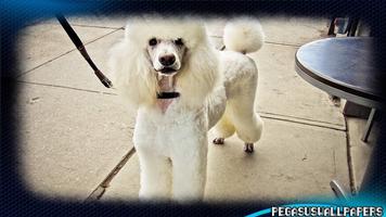Poodle Pack 2 Wallpaper ảnh chụp màn hình 3