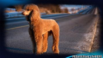 Poodle Pack 2 Wallpaper bài đăng