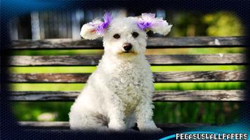 Poodle Pack 2 Wallpaper ảnh chụp màn hình 1