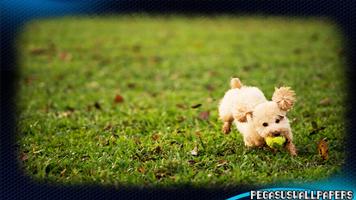 Poodle Pack 2 Wallpaper ảnh chụp màn hình 2