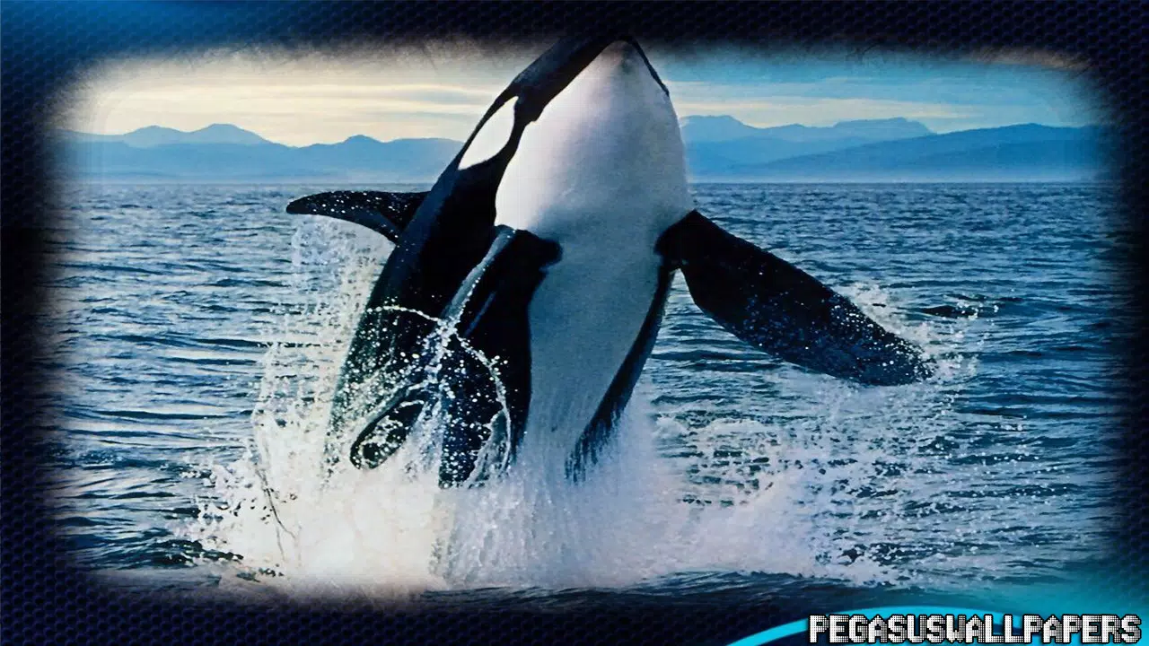 Submarine Wallpaper APK for Android Download Submarine Wallpaper APK for Android Download