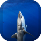 Shark Wallpaper simgesi
