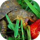 Turtle Pack 2 Wallpaper आइकन