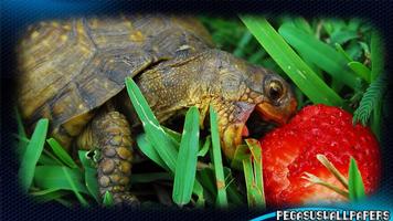 Turtle Pack 2 Wallpaper स्क्रीनशॉट 2