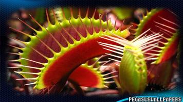 Venus Flytrap Wallpaper पोस्टर