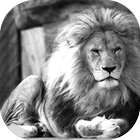 White Lion Pack 2 Wallpaper أيقونة