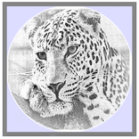 Pencil Sketch Drawing Gallery