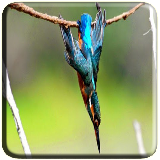 Armadilhas de pássaros