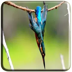 Baixar Armadilhas de pássaros APK