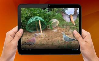 Bird Trap syot layar 2