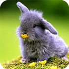 Bunny Live Wallpaper আইকন