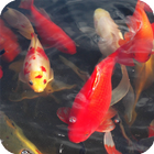 Carp Live Wallpaper آئیکن