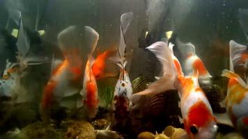 Carp Live Wallpaper تصوير الشاشة 3