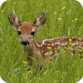 Deer Live Wallpaper
