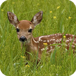 Deer Live Wallpaper