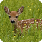 Deer Live Wallpaper 圖標