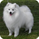 German Spitz Live Wallpaper APK