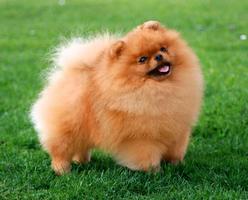 German Spitz Live Wallpaper ảnh chụp màn hình 1