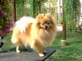 German Spitz Live Wallpaper captura de pantalla 3