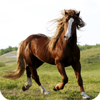 Horse Live Wallpaper icon