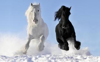 Horse Live Wallpaper 스크린샷 3