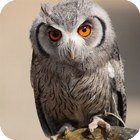 Owl Live Wallpaper 图标