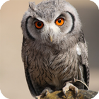 Owl Live Wallpaper иконка