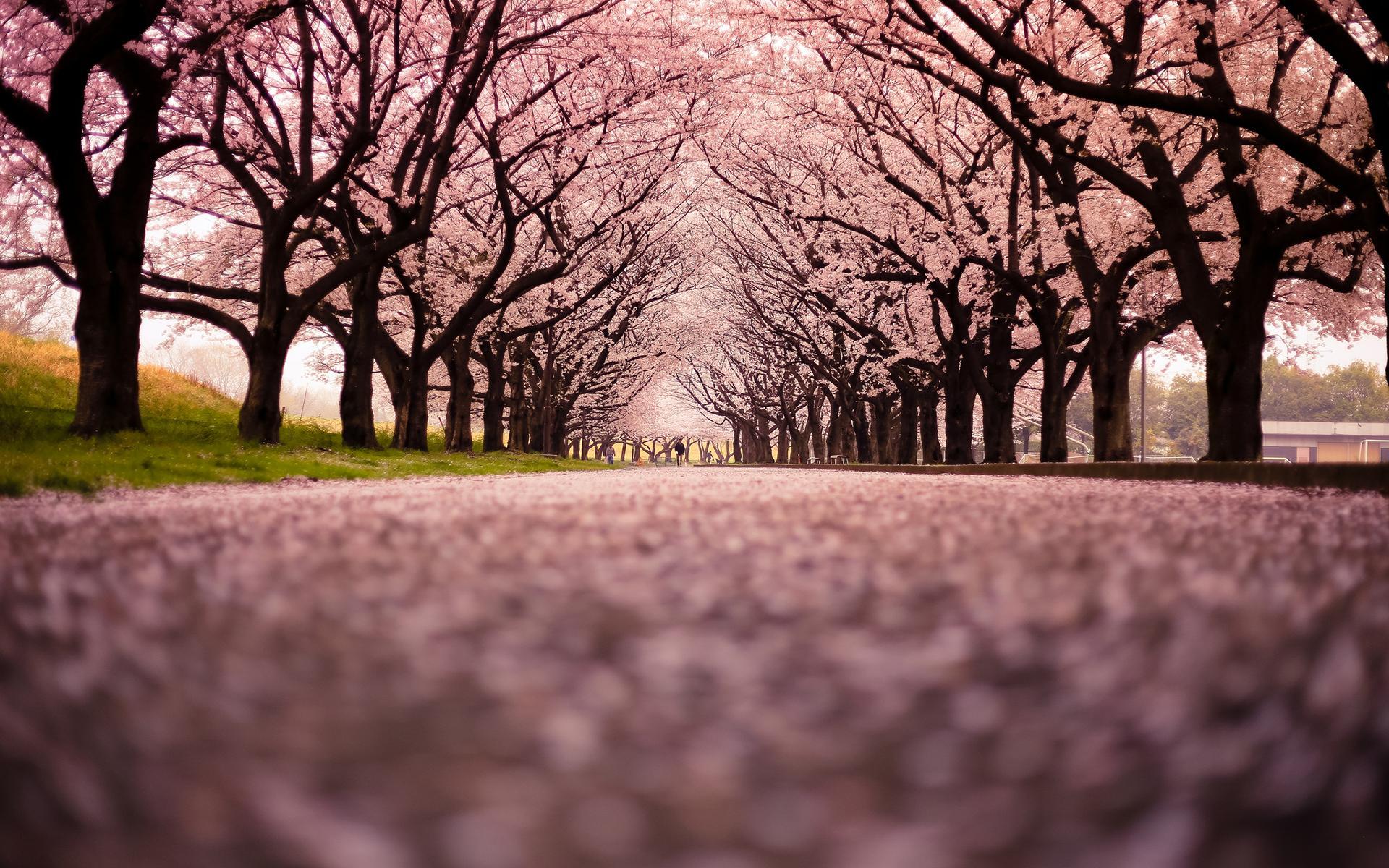 Sakura Tree Live Wallpaper APK for Android Download