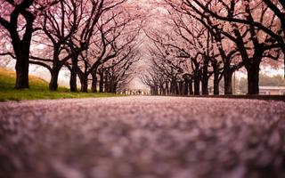 Sakura Tree Live Wallpaper 스크린샷 3
