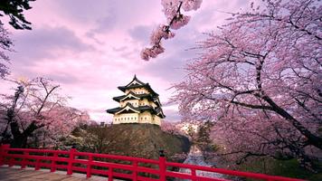 Sakura Tree Live Wallpaper 截图 2