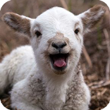 Sheep Live Wallpaper