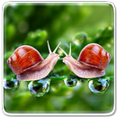 Natureza Papel De Parede APK